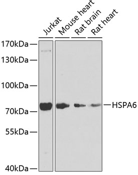 HSPA6 Polyclonal Antibody (E-AB-62099)