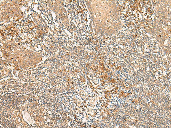 WLS Polyclonal Antibody (E-AB-18045)