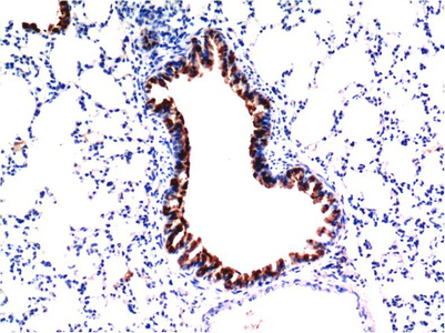 TGFB1 Monoclonal Antibody (E-AB-22214)