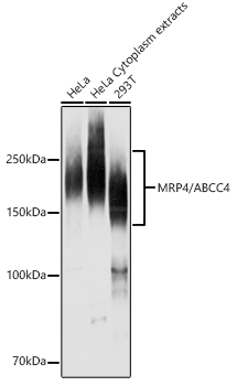 MRP4 / ABCC4 Polyclonal Antibody (E-AB-68348)