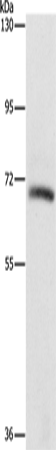 KLC1 Polyclonal Antibody (E-AB-14710)