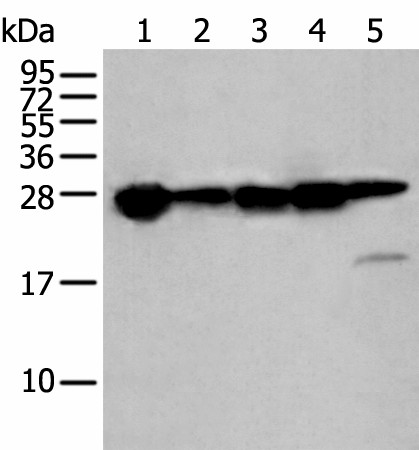 HSPB1 Polyclonal Antibody (E-AB-19503)