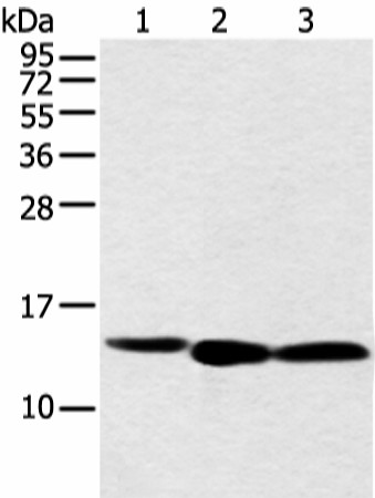 NDUFB3 Polyclonal Antibody (E-AB-52255)