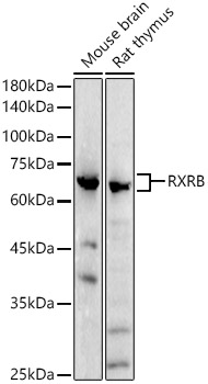 RXRB Polyclonal Antibody (E-AB-91978)