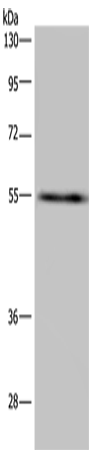 IMPDH2 Polyclonal Antibody (E-AB-11330)