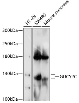 GUCY2C Polyclonal Antibody (E-AB-90207)