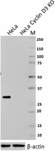 Purified anti-Cyclin D3 Antibody (684902)