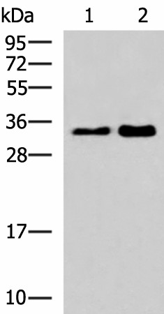 HNRNPA1L2 Polyclonal Antibody (E-AB-18077)