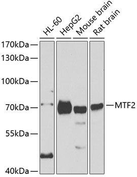 MTF2 Polyclonal Antibody (E-AB-61511)