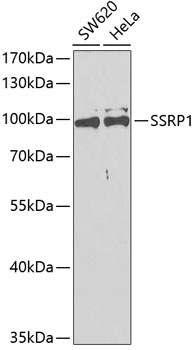 SSRP1 Polyclonal Antibody (E-AB-64763)