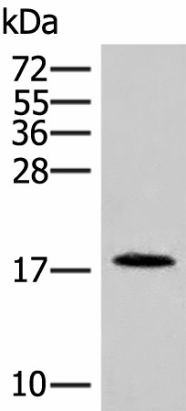 NHP2 Polyclonal Antibody (E-AB-18904)