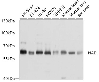 NAE1 Polyclonal Antibody (E-AB-63782)