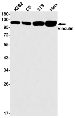 Recombinant Vinculin Monoclonal Antibody (E-AB-81619)