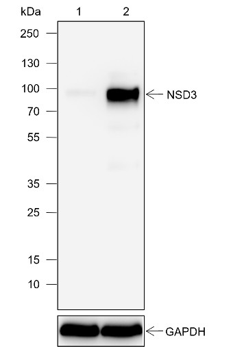 Recombinant NSD3 Monoclonal Antibody (AN302026L)