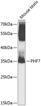 PHF7 Polyclonal Antibody (E-AB-92846)