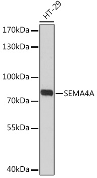 SEMA4A Polyclonal Antibody (E-AB-91729)