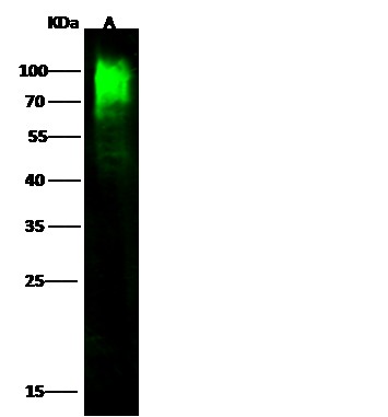 Recombinant VE-Cadherin/CD144/CDH5 Monoclonal Antibody (AN300491P)