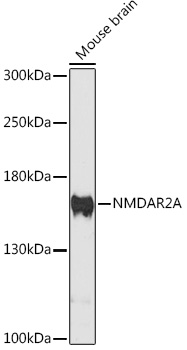 GRIN2A Polyclonal Antibody (E-AB-68307)