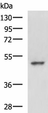 MYCN Polyclonal Antibody (E-AB-19345)