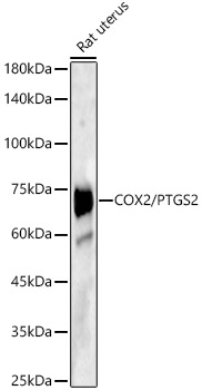 Cox2 Polyclonal Antibody (E-AB-68287)
