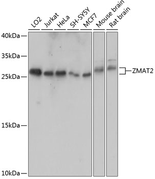 ZMAT2 Polyclonal Antibody (E-AB-64987)
