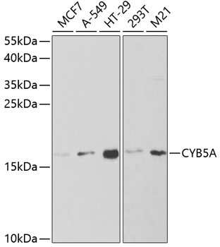CYB5A Polyclonal Antibody (E-AB-60945)