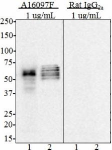 Purified anti-Tau, 368-441 Antibody (851201)