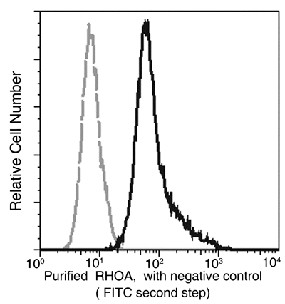 RhoA Monoclonal Antibody (AN200131P)