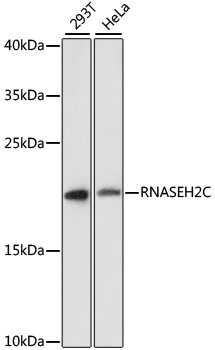 RNASEH2C Polyclonal Antibody (E-AB-64851)