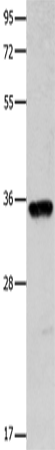 COX11 Polyclonal Antibody (E-AB-14015)