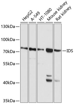 IDS Polyclonal Antibody (E-AB-65383)
