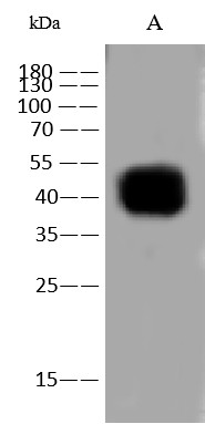 Recombinant CD47 Monoclonal Antibody (AN300576P)