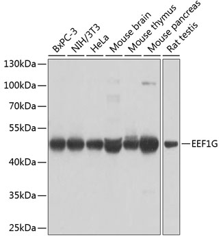 EEF1G Polyclonal Antibody (E-AB-65564)