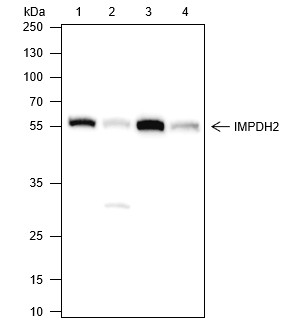 Recombinant IMPDH2 Monoclonal Antibody (AN301565L)
