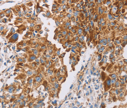 GUCY1A3 Polyclonal Antibody (E-AB-10898)