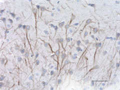 Purified anti-MAP2 Antibody (Previously Covance catalog# SMI-52P) (801810)