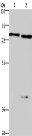 COL4A3BP Polyclonal Antibody (E-AB-11094)