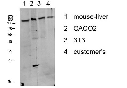 Phospho-DDR1 (Tyr513) Polyclonal Antibody (E-AB-51058)