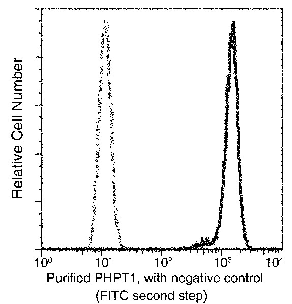 Recombinant PHPT1 Monoclonal Antibody (AN300255P)