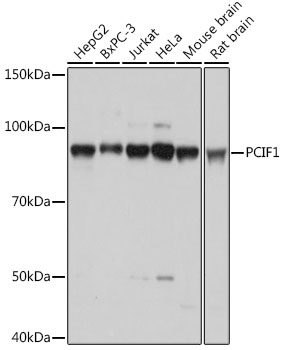 PCIF1 Polyclonal Antibody (E-AB-92399)