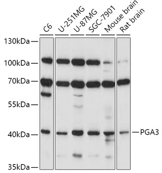 PGA3 Polyclonal Antibody (E-AB-91763)
