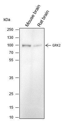 Recombinant GRK2 Monoclonal Antibody (AN301541L)