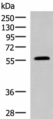 PEPD Polyclonal Antibody (E-AB-19062)