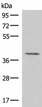 MECR Polyclonal Antibody (E-AB-52919)