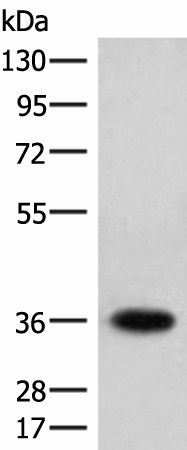 HOXC12 Polyclonal Antibody (E-AB-18091)
