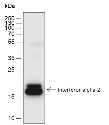 Recombinant Interferon alpha-2 Monoclonal Antibody (AN301814L)