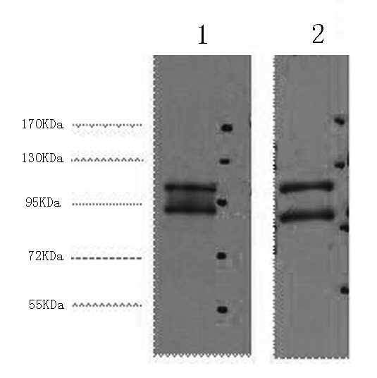 IDE Monoclonal Antibody (E-AB-22041)