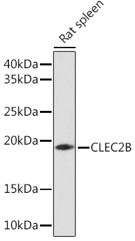 CLEC2B Polyclonal Antibody (E-AB-91770)