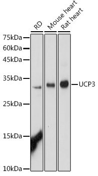 UCP3 Polyclonal Antibody (E-AB-93193)