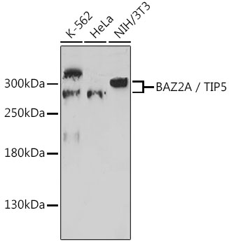 BAZ2A/TIP5 Polyclonal Antibody (E-AB-91840)